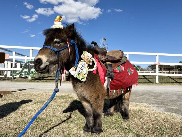 干支“午”やソレイユの丘の動物たちとの新春撮影会！